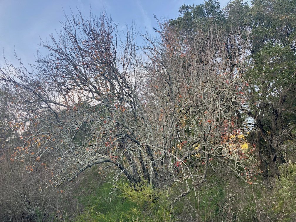 wild_matters's tweet photo. another lovely hike on #ebmud land
nothing like being #outdoors
think this is a #valleyoak, some #pines and a #lichen covered tree in the #rosaceae family
#watershed #nature #twitternaturecommunity https://t.co/XDSscQCdTj