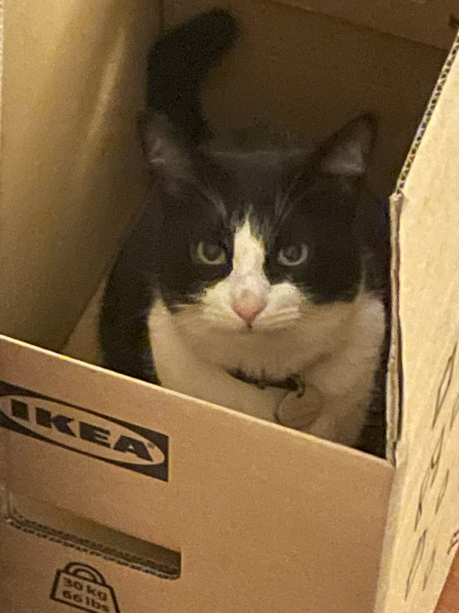 66DeLange's tweet photo. IKEA Cat 😁😺🐈 #notmycat #parttimecat https://t.co/87TwNkIhAO