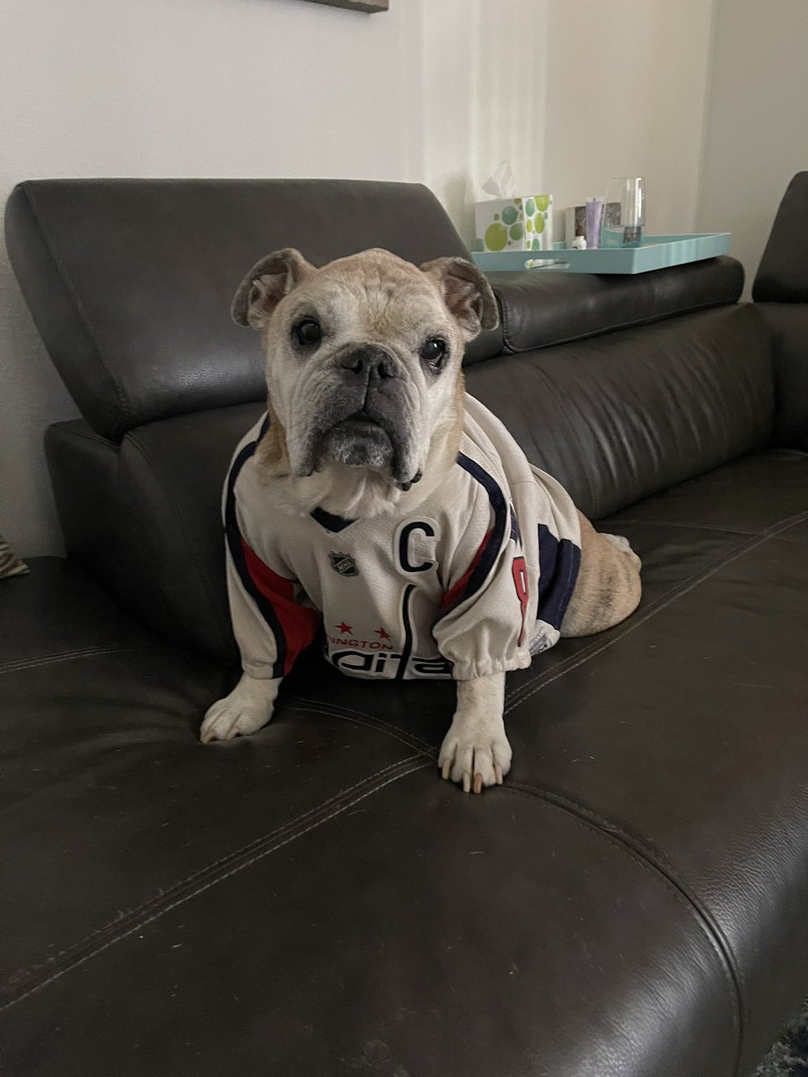 OvietheBulldog's tweet photo. IT’S HOCKEY O’CLOCK! #ALLCAPS #LETSGOCAPS Two sleepy bulldogs means the best we could give was sitting up on opposite ends of the sofa. #CoachSaffyBean is back to sleeping, so play hard #Caps!!
#CapsBulldog #CapitalsBulldog https://t.co/QqAbdFzXbG
