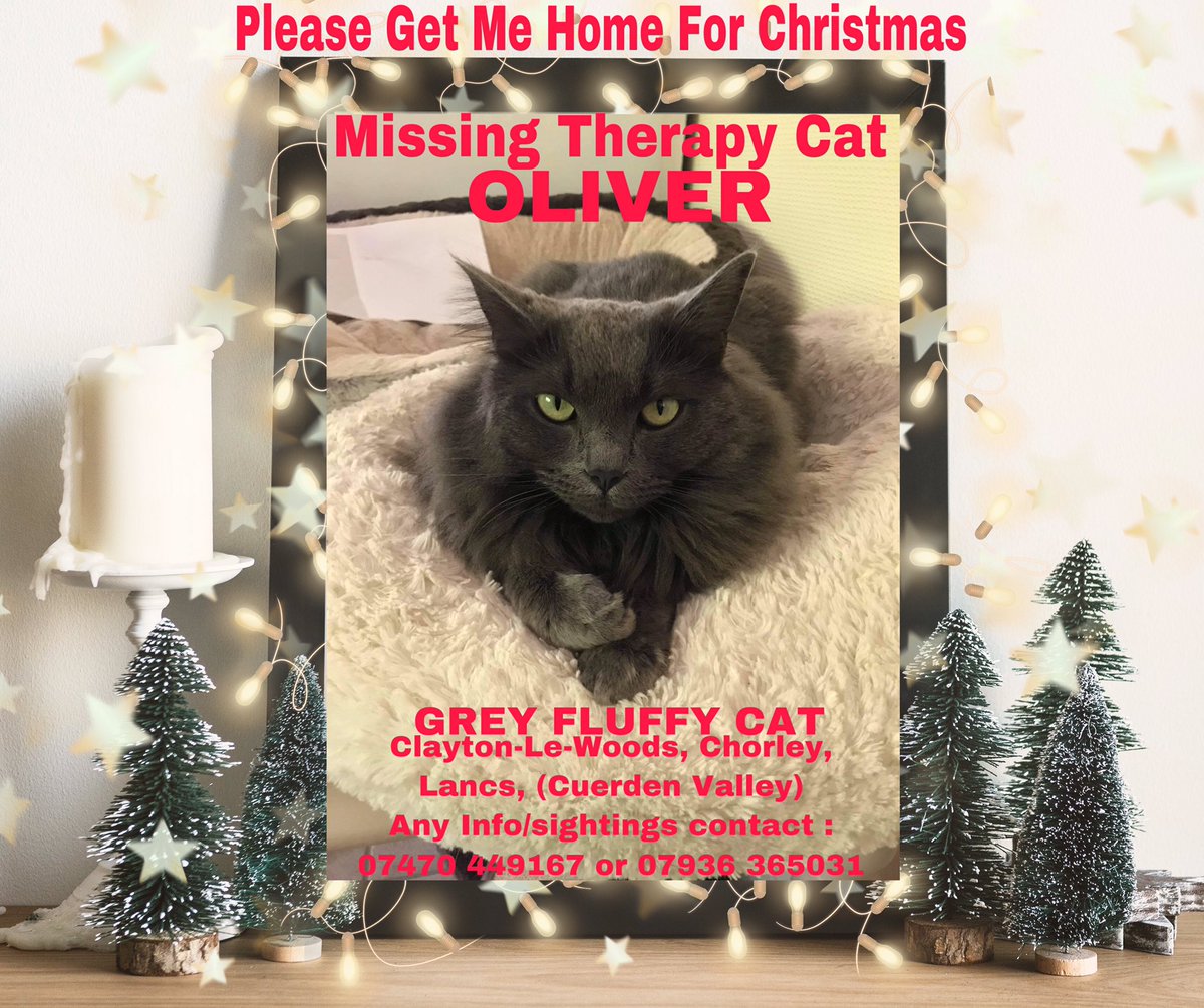 janice_adams3's tweet photo. As CHRISTMAS approaches can we spare a moment to remember Oliver’s family who have never gave up looking for their boy. This will be their second Christmas without him. Let’s help get Oliver home for CHRISTMAS ❤️🙏
@MissingPetsGB @MistKatten @Lorrain90964806 @SAMPAuk_ @D11D9Cats https://t.co/sFApclQ0Sp