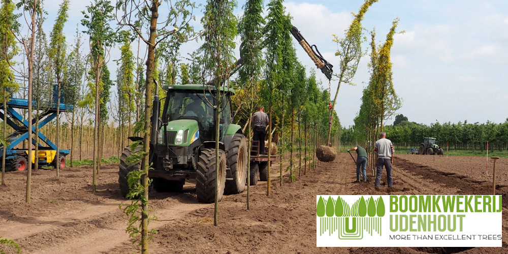 Nursery Udenhout from The Netherlands is our latest new participant of Flower Expo Ukraine 2022! Nursery Udenhout offers custom-made solutions for every project. Check out more information about this innovative nursery @ udenhout-trees.nl/en/