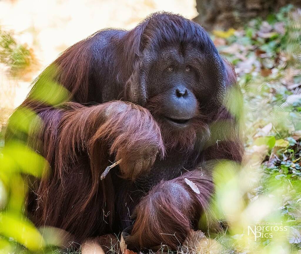 NorcrossPics's tweet photo. Orangutang at Zoo Atlanta. #orangutang #zooatlanta #zoo #onlyzooatl #onlyzooatlanta https://t.co/9lNQW4CgjW https://t.co/G0yx7wamQ6