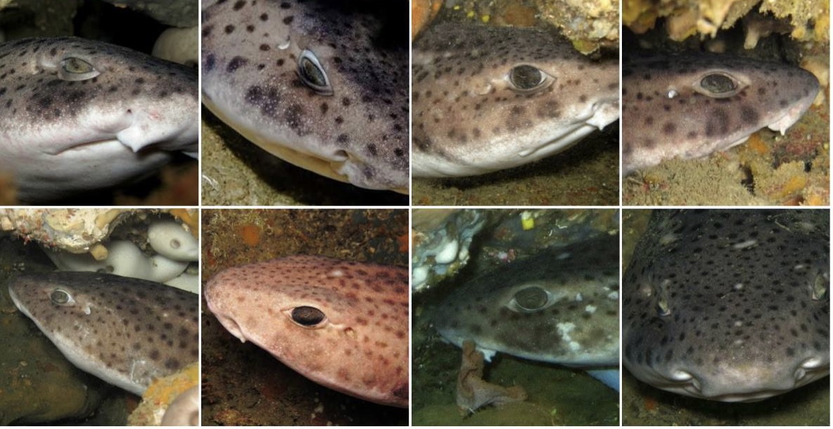 MedSharks's tweet photo. These spotty nursehound #sharks #MedMeSmile 😃
Tks @UfMSecretariat for celebrating the 1st #MediterraneanDay showing how the #AmazingMed is full of life, beauty and wonder. We are working hard to safeguard #OurSharks - keep fins crossed! #MedSharks https://t.co/T1CC7Uinnr