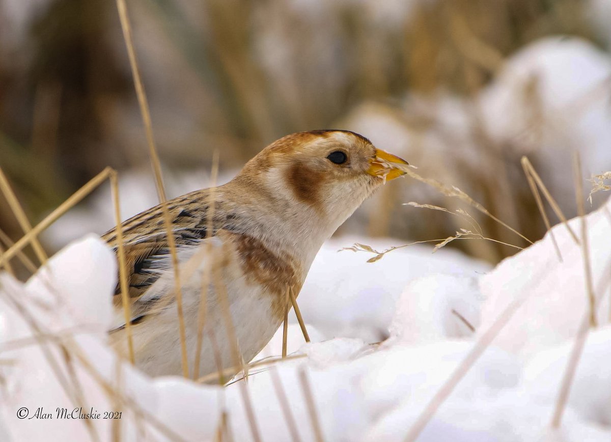 Alan's Birds and Wildlife Images tweet media