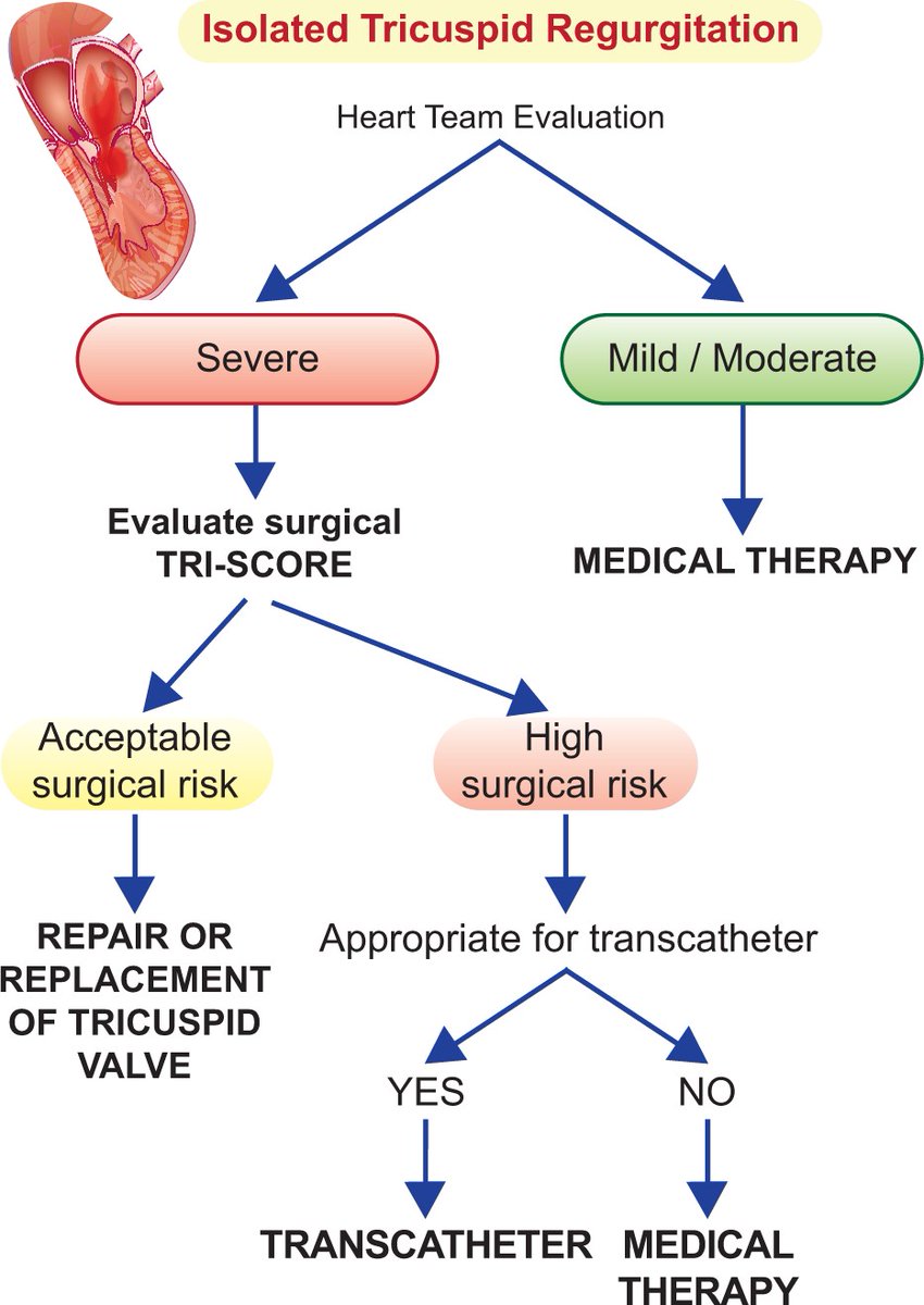 NadeenFaza's tweet photo. "A new tool for the forgotten valve: a score to predict the risk of surgery" published in the European Heart Journal  @ehj_ed  
👉https://t.co/3JUyw4yLti
Calculate the score at https://t.co/mvPwOh7Ryk 🖊️
#Cardiotwitter #TreatTR #MedEd #Cardioed @escardio https://t.co/hpt4j5nYG7