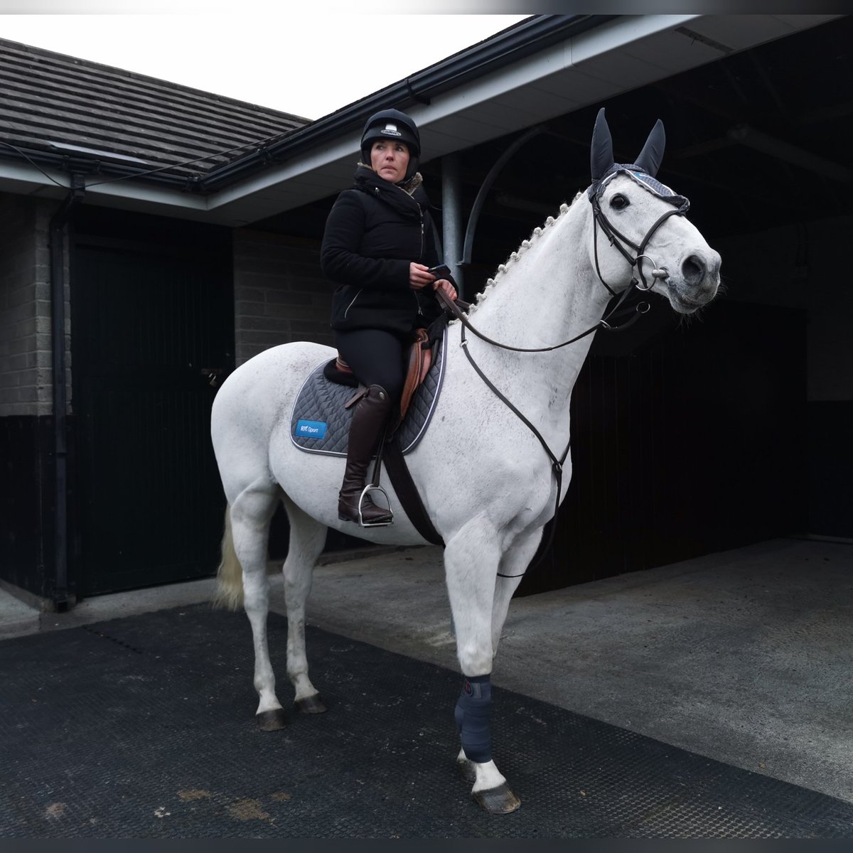davekeena1's tweet photo. A Thousand Stars ready for action @Fairyhouse today under @katiewalsh9 https://t.co/DUHX4lkHt1