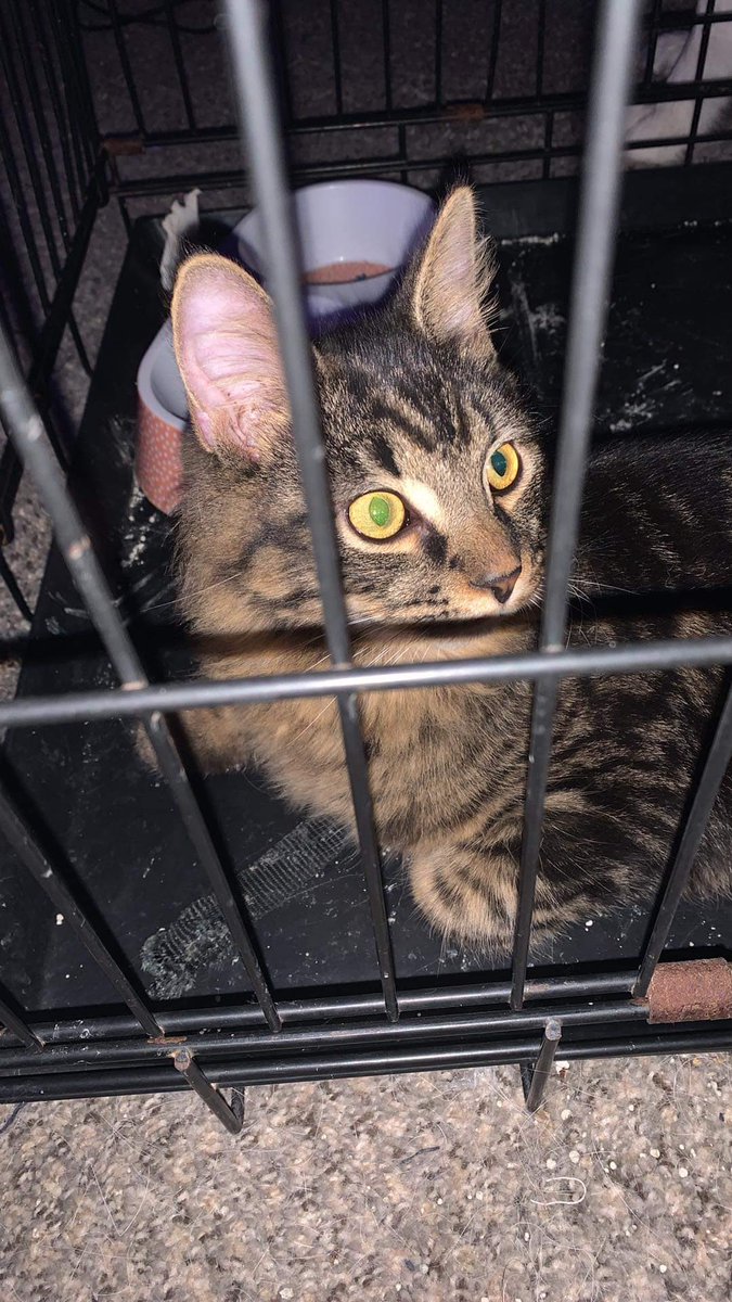 thehumanebean's tweet photo. ‼️‼️ FOSTER NEEDED ‼️‼️

This boy was found outside in AKRON OH
He is safe but has to stay in this cage until we can find him a place to stay. 🥺😭
If you would like to volunteer please reach out! Transportation, vet care, and supplies can be provided! SHARE! Thank you 💙🐾 https://t.co/srFI4Q9TLF