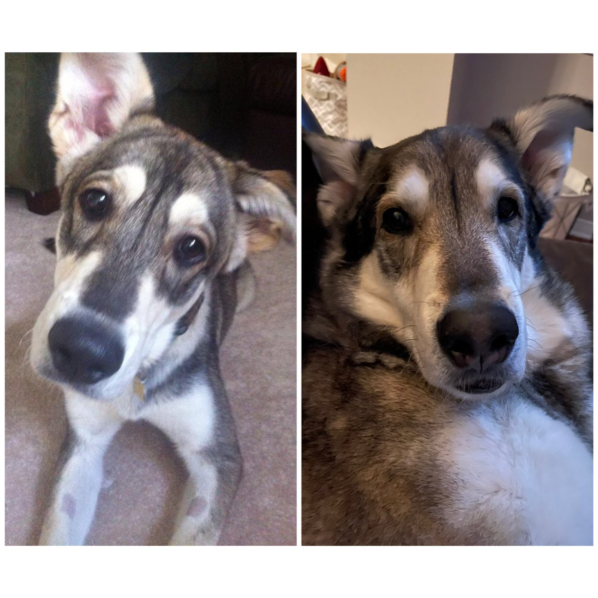 stack_ottawa's tweet image. Hard to believe the shot on the right is 9 years later.  Happy 10th birthday Timber.