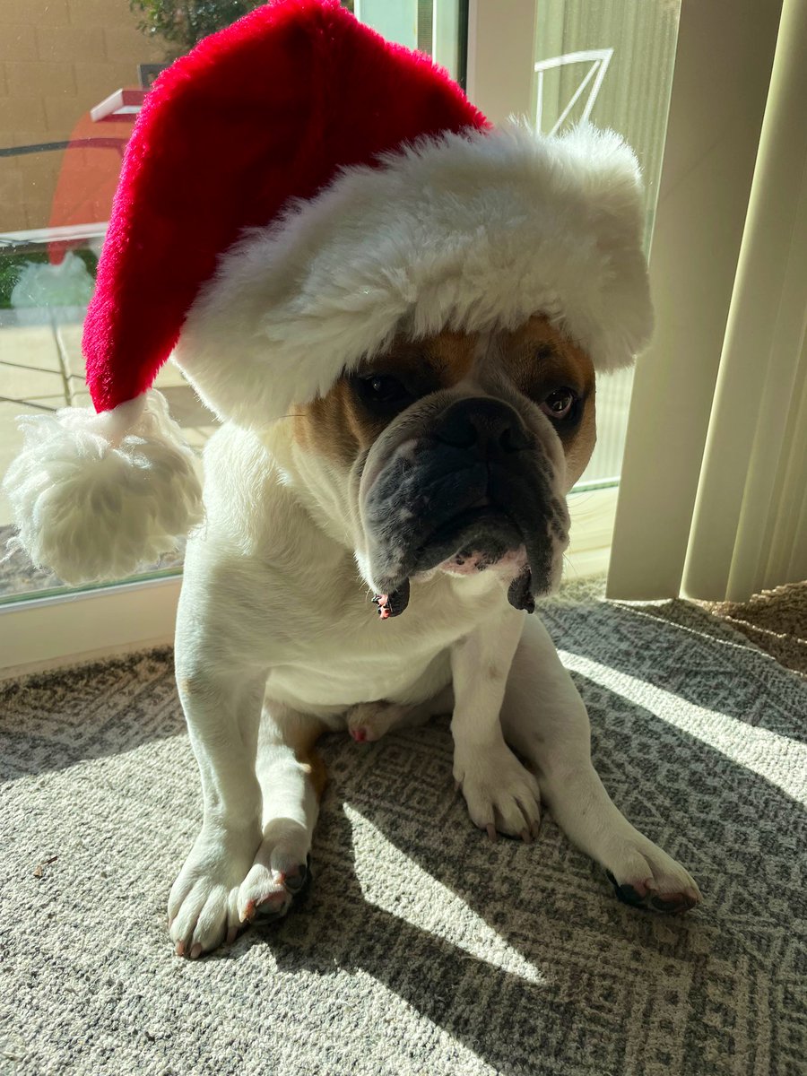 VictorEBulldog's tweet photo. ‘Tis the season to give me some of those leftovers you’ve got there, Mom… how could you resist this holly jolly face? https://t.co/jXt6nj1DPX