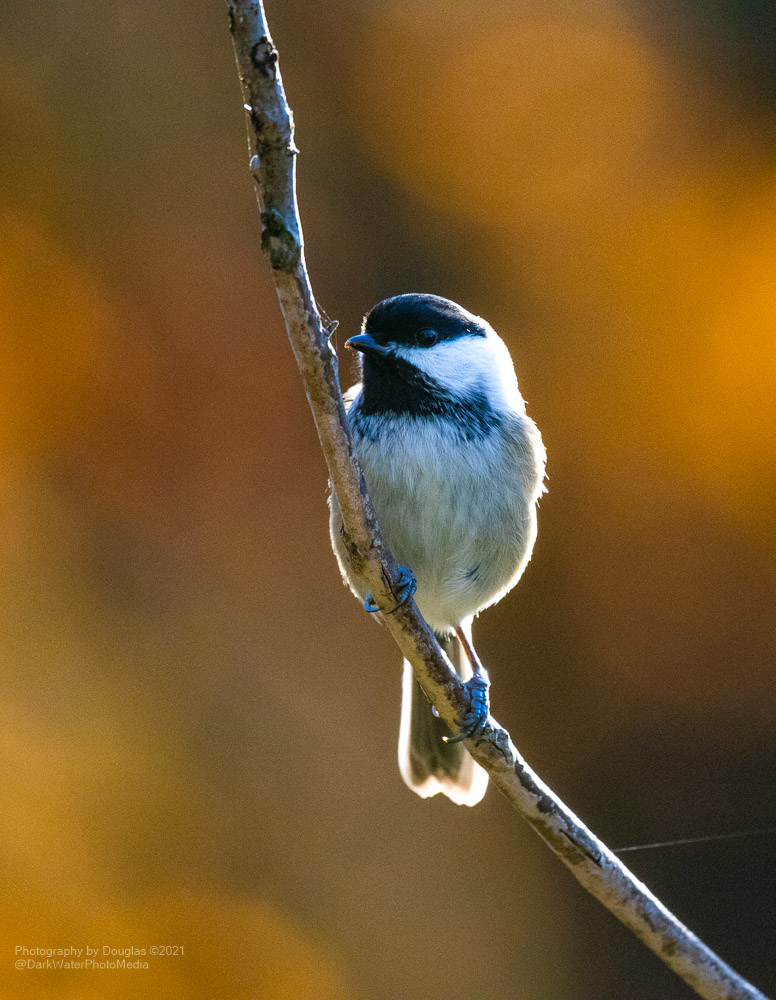 DarkWaterPhotos's tweet photo. Black capped chickadee with a touch of rimlight.  Black Oak Savannah, High Park. Toronto. 

#WildTO #CityOfTO #WalkTO #Birds #NaturePhotography #CanGeoWild #BirdingDailyTO #TorontoPhotoWalks #ActiveTO #Wildlife

https://t.co/R5PMOspsUo https://t.co/S0VmuhqJJv