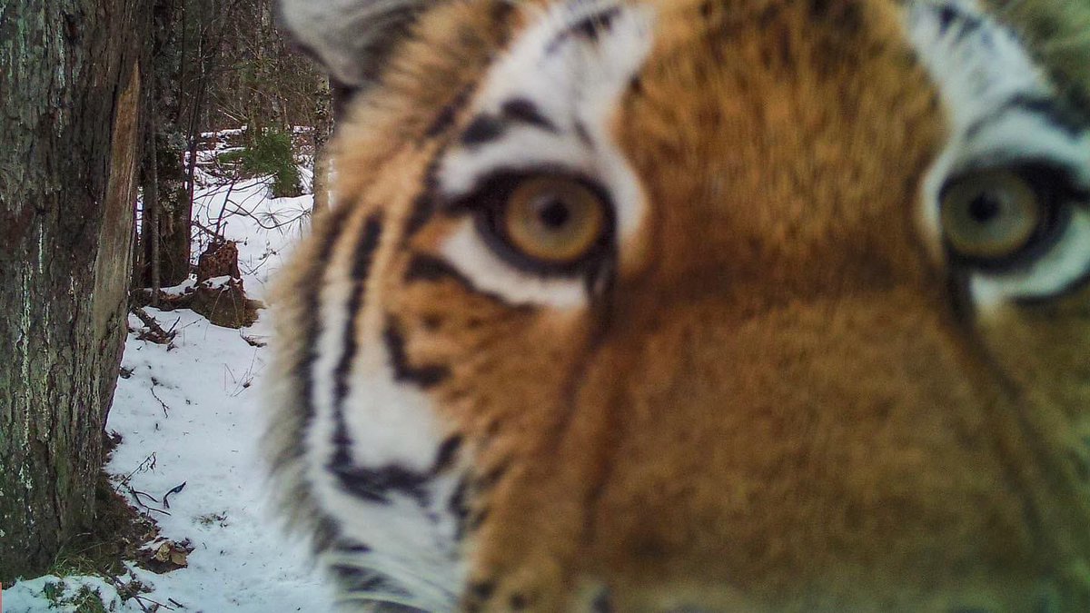 SofiSofya4's tweet photo. Have you ever wondered how do the “eyes of the tiger”look? these images from a camera trap we installed in the Sikhote-Alin depict a young specimen that,three days ago,reached the Bollokhtokh river,so far north.Amur tigers are expanding and recovering from the brink of extinction https://t.co/EUv82cfJFy