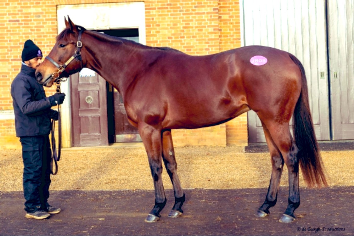 BarodaStudIre's tweet photo. Lot 1808 Salsa Bella, a 2yo winning and Gr 3 performer, by Siyouni in foal to the mighty Frankel southern time. Carrying a colt and you can view her 2021 colt foal by Showcasing on the 🎥 👉 https://t.co/YwFNnw0EFq

She’s selling Tuesday at @Tattersalls1766 #broodmare https://t.co/HcfTiYMNIN