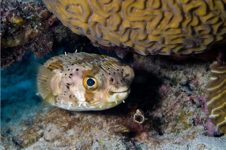 “I am also glad to share that the parents of our participants are extremely happy with the knowledge and environmental sensitivity gained by their children through your contents. Great work done by the team.” Teacher, Mount Litera Zee school, India #wildwisdom21