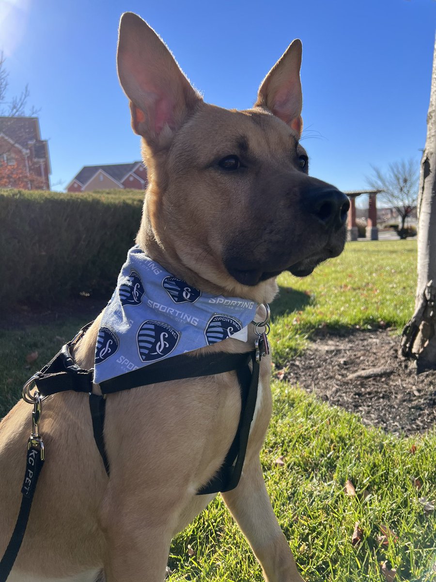 longlivesyd's tweet photo. Rooney is celebrating the Western Conference Semi-Finals in #SportingStyle #OneSportingWay @kcpetproject @SportingKC https://t.co/VTKHX9y7Do