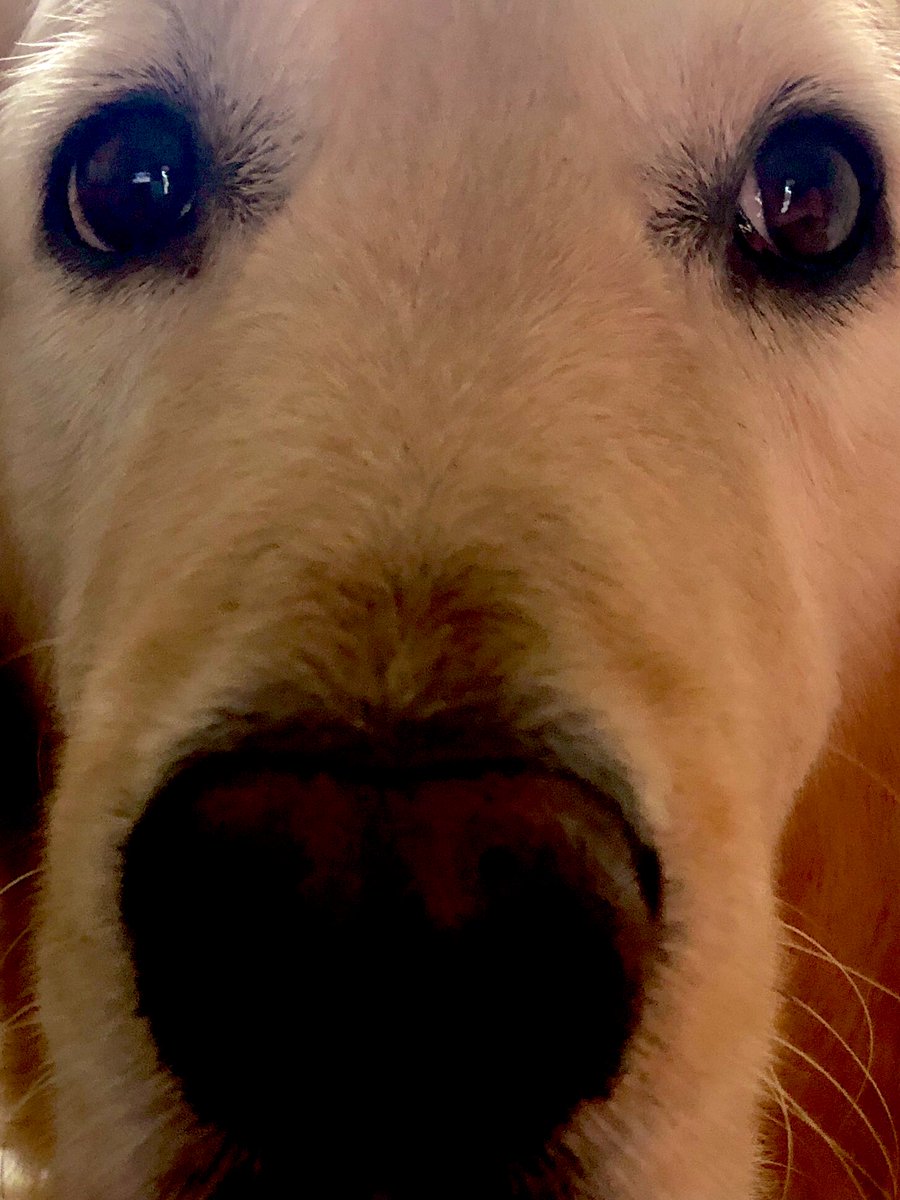 georgethe_king's tweet photo. Frens! Letโs get us a post-#Thanksgiving #boop chain goinโ. Boop me and share!#dogsoftwitter #dogslife #dogsdaily #goldenretriever #dogsofinstagram #dogsoftheday #goldenretrievers #goldensoftwitter #dogsofNYC #dogsofManhattan #KingGeorge @ercavanaugh https://t.co/m6Mgvwlful
