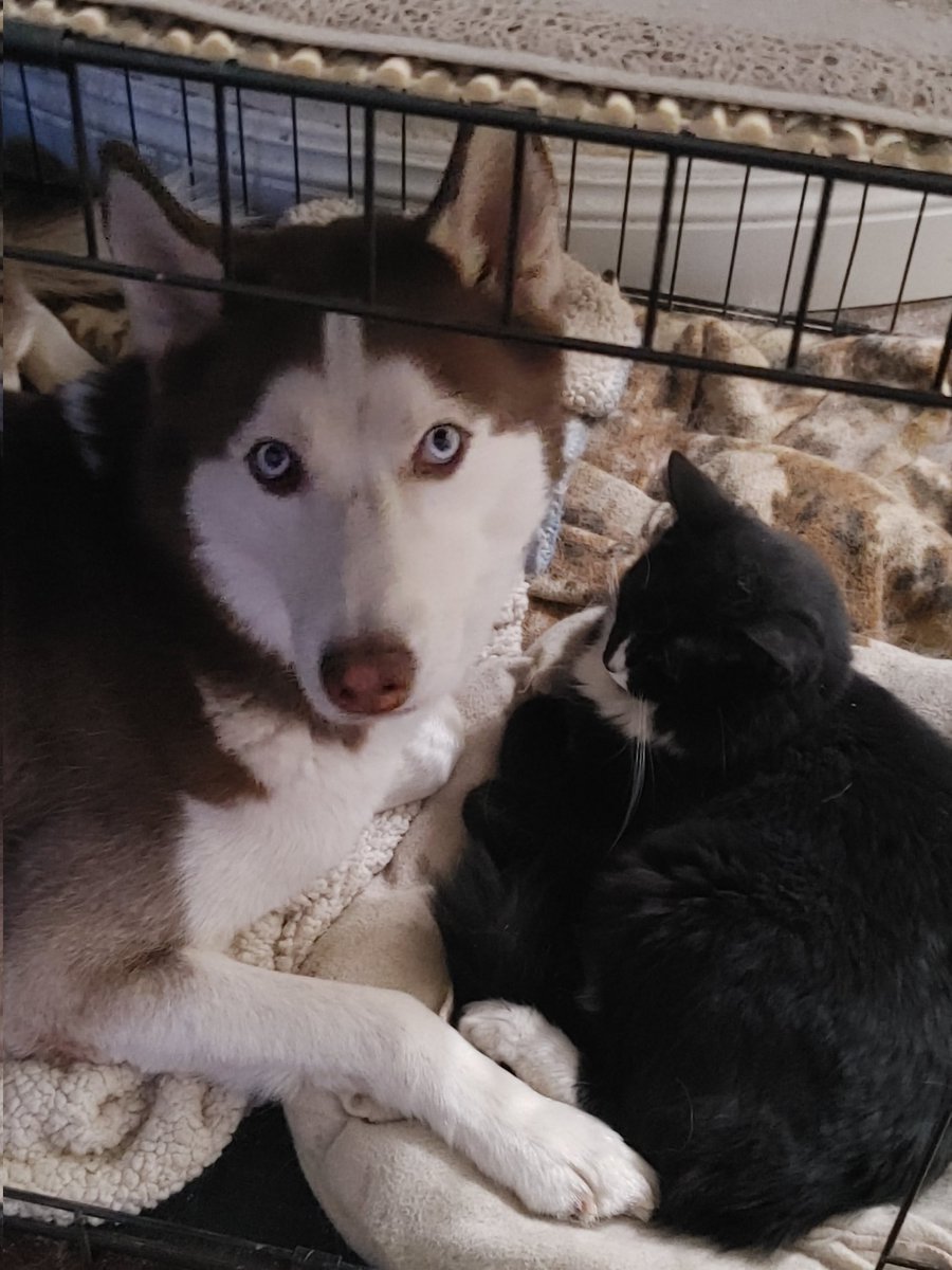 Caught the babies cuddling yesterday. 💘 #dogsncats #HuskyNation #Caturday #FlokiHusky #MittensMcFittenz #brotherandsisterlove