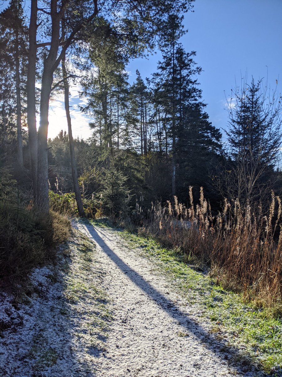 gowiththat27's tweet photo. Sometimes long shadows bear down upon us. In the shade, light always gets in. A frosty Thordawg walk today worked it's magic. #SoulValue #CarronValley https://t.co/YjH92qtnV2