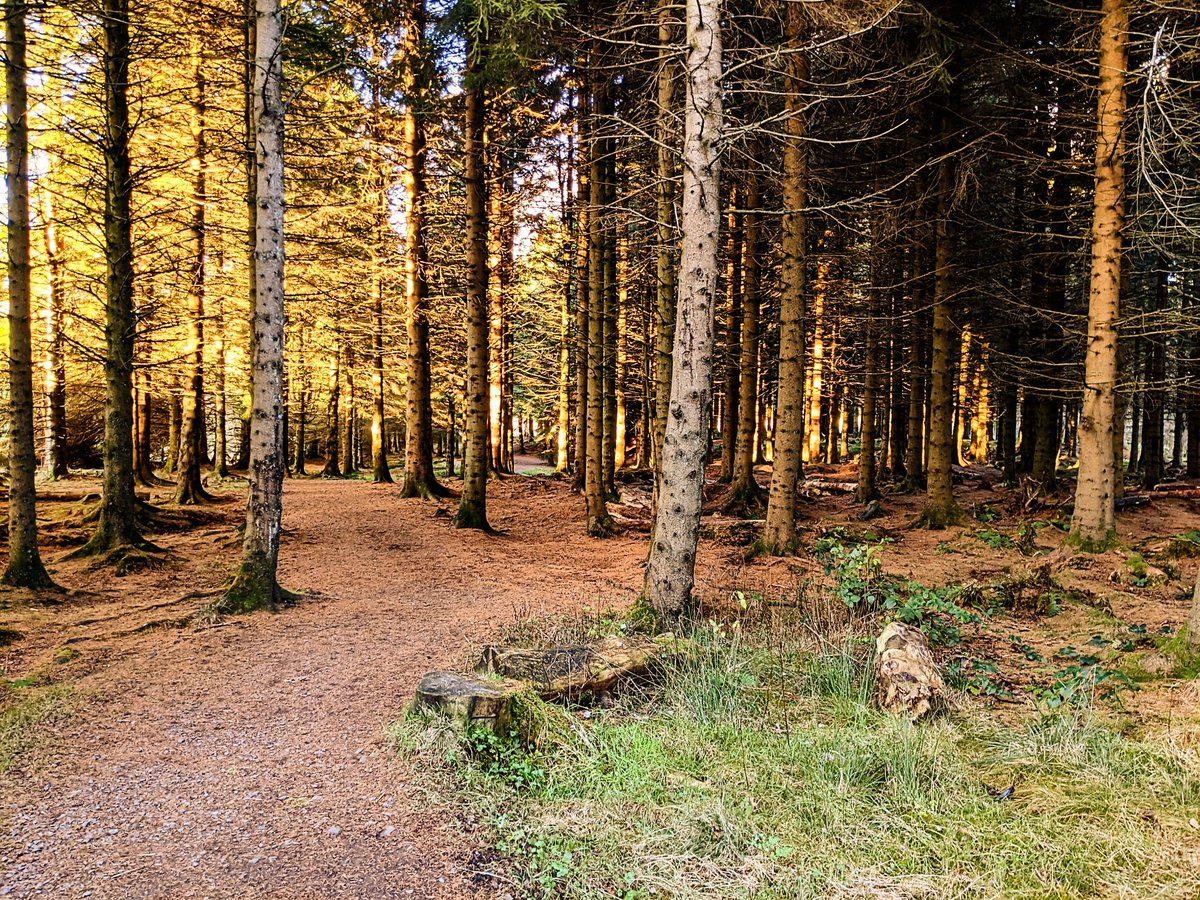 gowiththat27's tweet photo. Sometimes long shadows bear down upon us. In the shade, light always gets in. A frosty Thordawg walk today worked it's magic. #SoulValue #CarronValley https://t.co/YjH92qtnV2