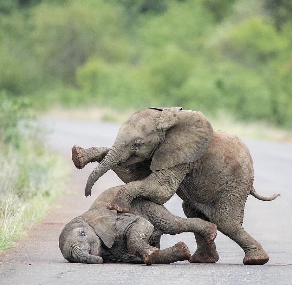 And we always take our planet for granted. They do not.

#biodiversity #ActOnClimate #ClimateAction #science #beautiful #elephant