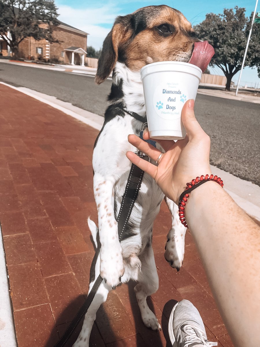 A dog is a girl’s best friend🐶👯‍♀️

Looking back on our “Diamonds &amp; Dogs” philanthropy event and all the memories from so many sweet pups and their 
Puppuccinos!! Such a fun way to support RMHC!🐶🐶💎💎
#diamondsanddogs #ADPisupportsRMHC #bethefirst