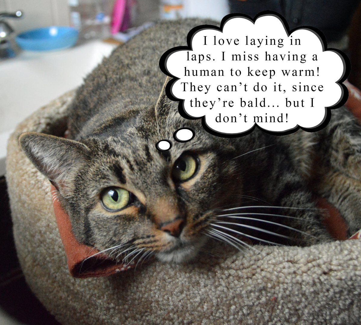 petsalive's tweet photo. Billy: "Sorry, sorry! Didn't mean to offend! Next question! What is your favorite thing to do?"
Adoption Application: https://t.co/u97zHvKrlt
#SeniorSunday #AllAboutAriel #OnlyPet #TooCoolToShare #LapCat #AdoptMe #Adopt #Rescue https://t.co/1XMH6VJjaD
