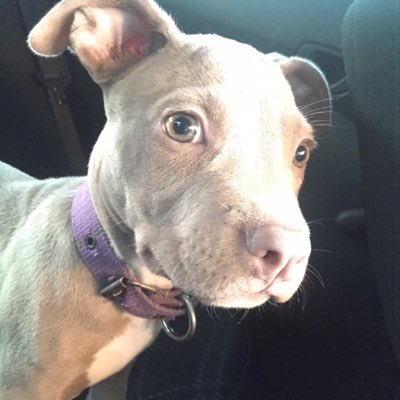 HanKia1428's tweet photo. HANKIA❤️🐶🥰 https://t.co/naMs3ikEOh