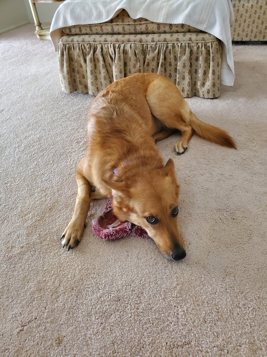 CatJeoffryBooks's tweet photo. Sorry, Mom. The slipper is mine. https://t.co/uWclTmZPcs