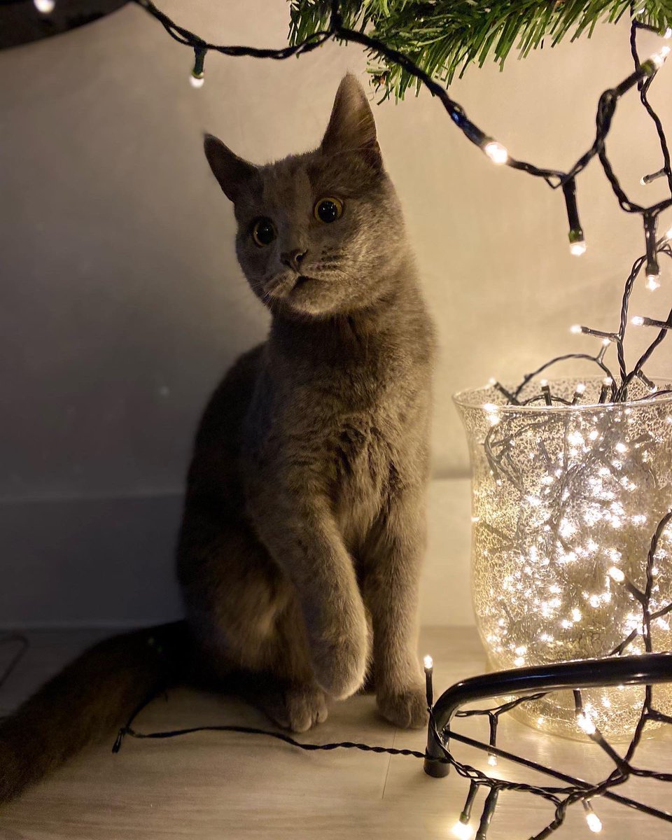 Christmas has arrived at our first little home! Nola is VERY excited to see her first Christmas tree 🙃 🎅🏻 🎄