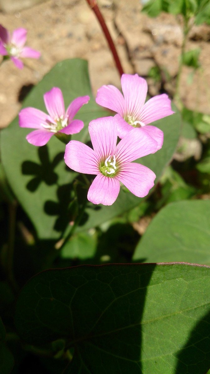 11月29日💚月曜日
上尾市6時現在気温0度☀
おはようございます
昨日暖房のスイッチを
つけたまま寝落ち
喉が少しヒリヒリ……
今日は仕事休みで
ゆっくりします
みなさん
寒いので体調に
お気をつけてくださいね
【昔の写真から】