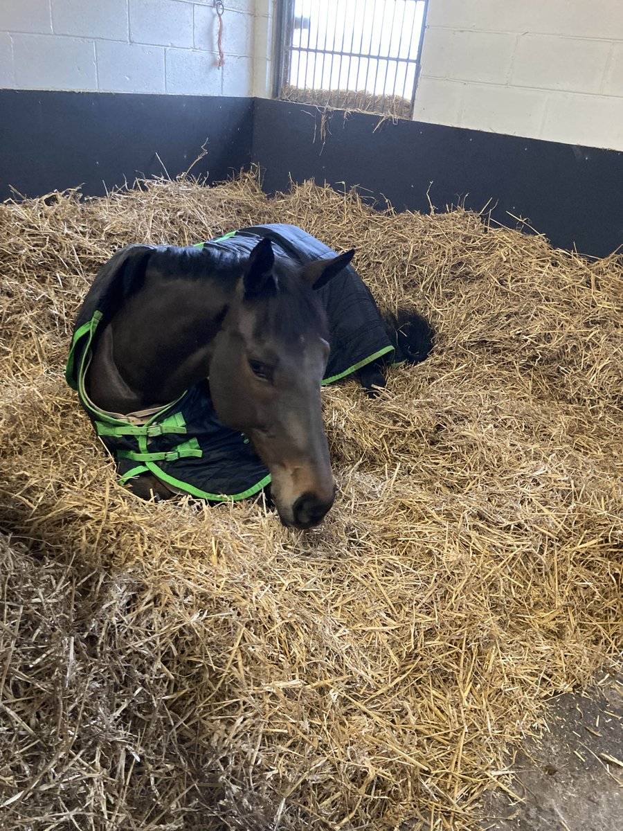 ASPoliceHorses's tweet image. Worlebury is tucked up nice and warm in his winter pyjamas #snugasabug