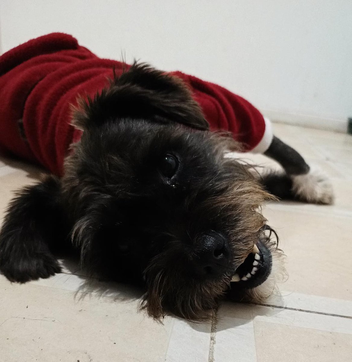 Dcyon's tweet photo. RtPlsTks Super #Urgente #AdoptaNoCompres #adopcion #AdopcionResponsable necesito sacar la mayor cantidad posible de peques. Hembra 3 años 17 kilos, #ProtocoloCompleto #Esterilizada 👍 perr@s #CDMX solo #Whatsapp 5555040979 https://t.co/E2Ez5EN6qd