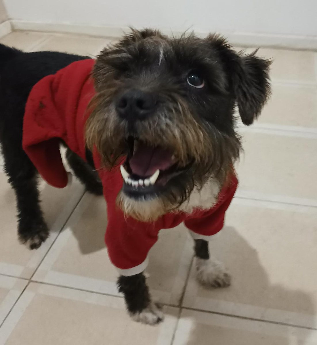 Dcyon's tweet photo. RtPlsTks Super #Urgente #AdoptaNoCompres #adopcion #AdopcionResponsable necesito sacar la mayor cantidad posible de peques. Hembra 3 años 17 kilos, #ProtocoloCompleto #Esterilizada 👍 perr@s #CDMX solo #Whatsapp 5555040979 https://t.co/E2Ez5EN6qd