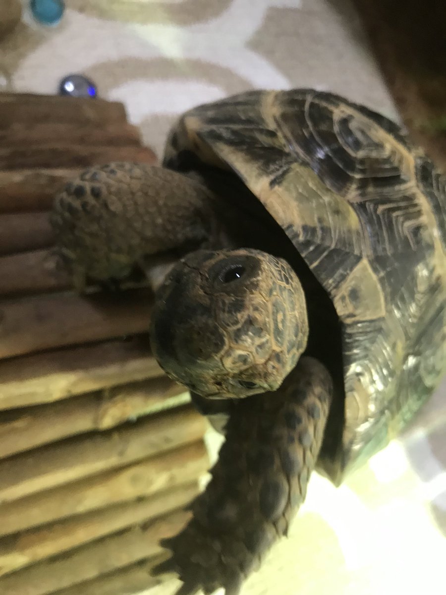 TortoiseGatsby's tweet photo. Buds! I almost have 2500 buds following me 😲 I feel very special ☺️🐢💚 Happy Sunday all!! https://t.co/zqDbqGuMxM
