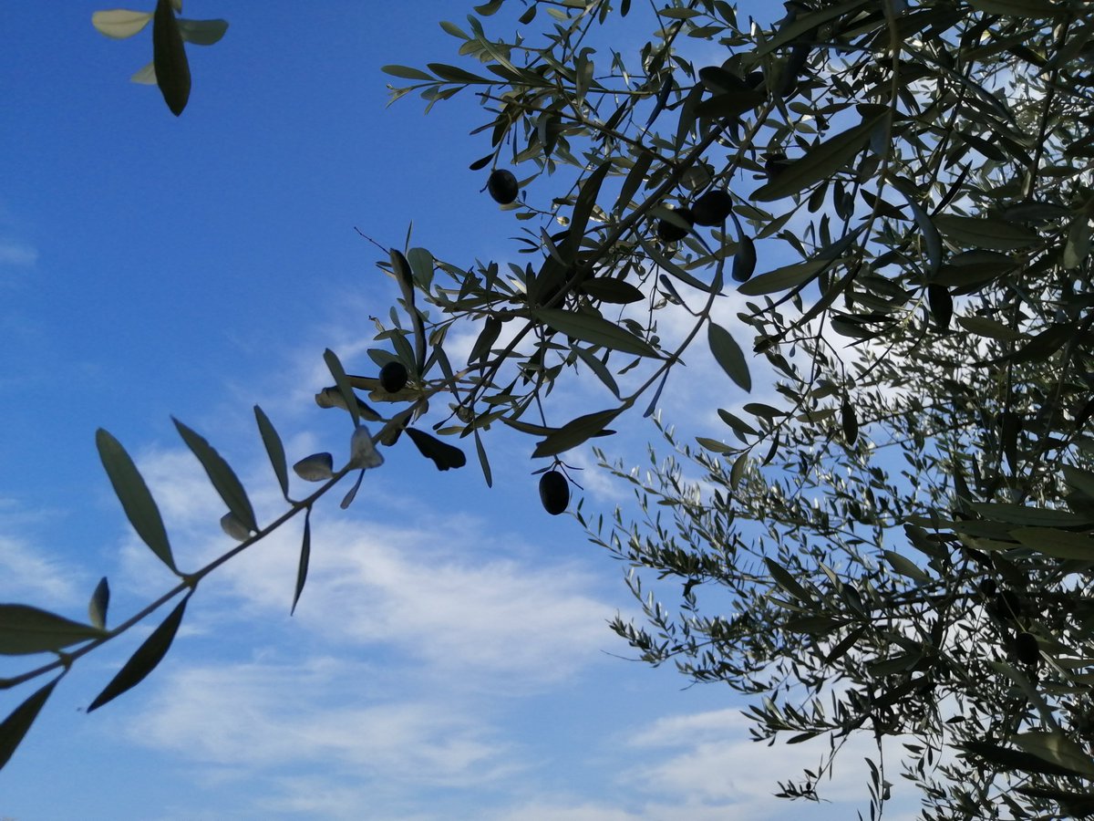 MonferGreenFarm's tweet photo. perché un ramoscello di 🟢#ulivo è il simbolo di 🔵#MediterraneanDay ...
🌿https://t.co/hizU5PtzVQ https://t.co/n9B2xcTKtc