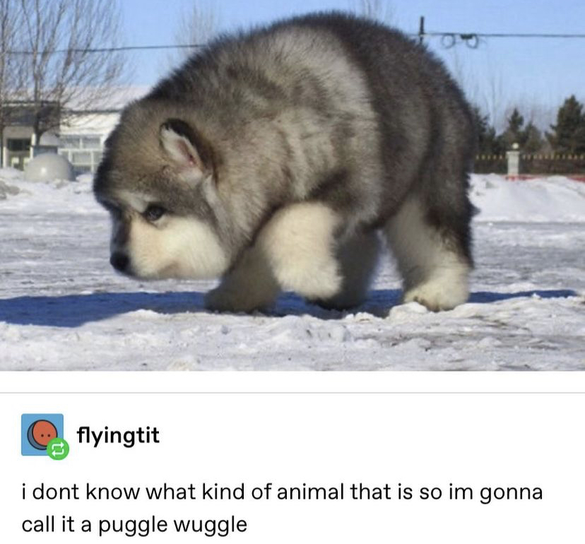 WholesomeMeme's tweet photo. https://t.co/uk0espskXg