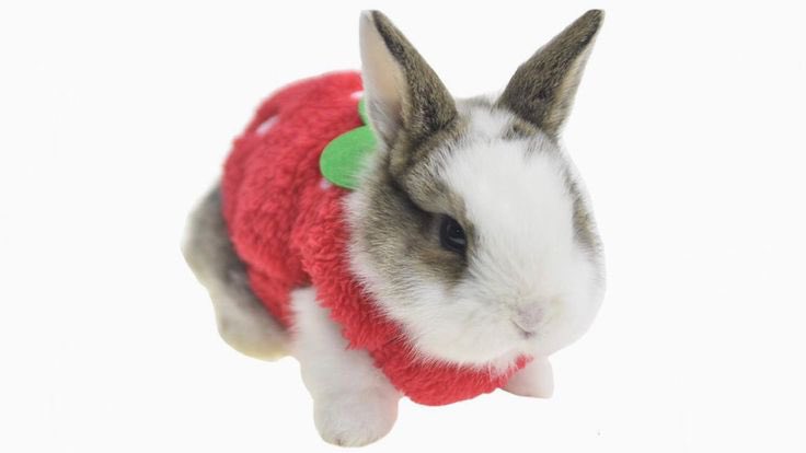 strawberry bunnie 🍓🐰