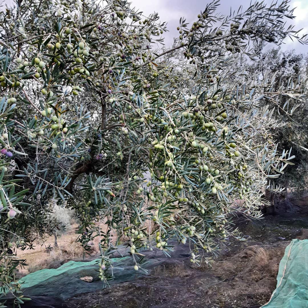 los_pago's tweet photo. La fiesta de la aceituna continúa, TIC TAC⏳. Nueva experiencia organoléptica se avecina.💚

#aceitedeoliva #extravirginoliveoil #aove #evoo #pagolosbichos #oliva #Olivares #OlivaresVivos #Fermoselle #zamora #castillayleon #ProductoSaludable https://t.co/i9zzcYcfHc