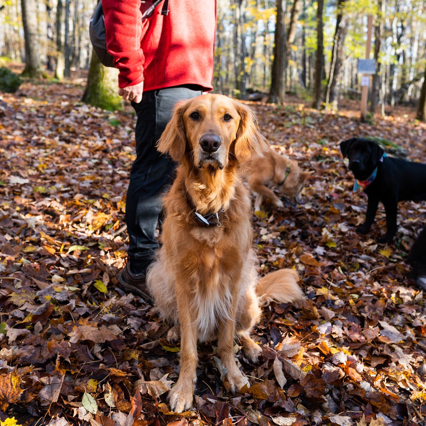The Dogist on X