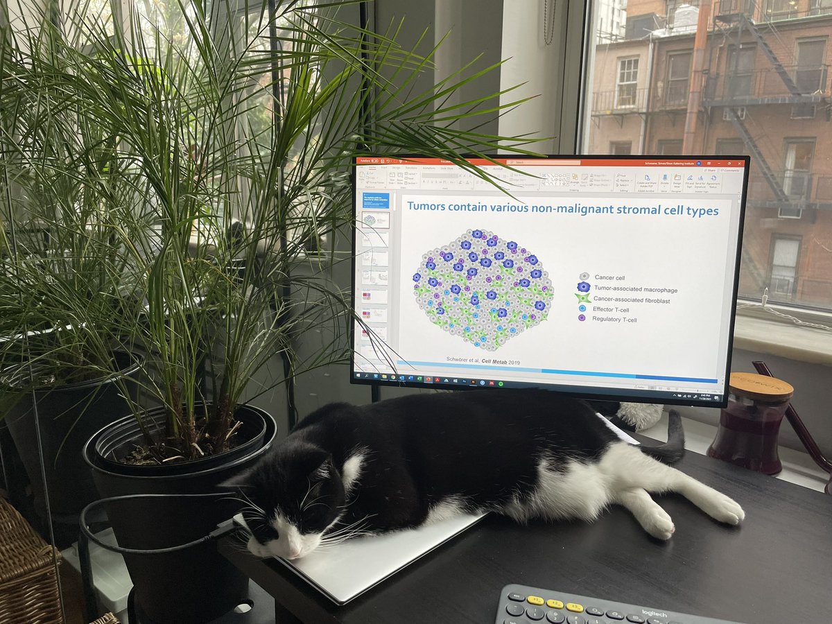 schwoerersimon's tweet photo. Working on my job talk on a Sunday is better with a little help from my fluffy assistant #catsinscience https://t.co/2z3Zl1LIV4