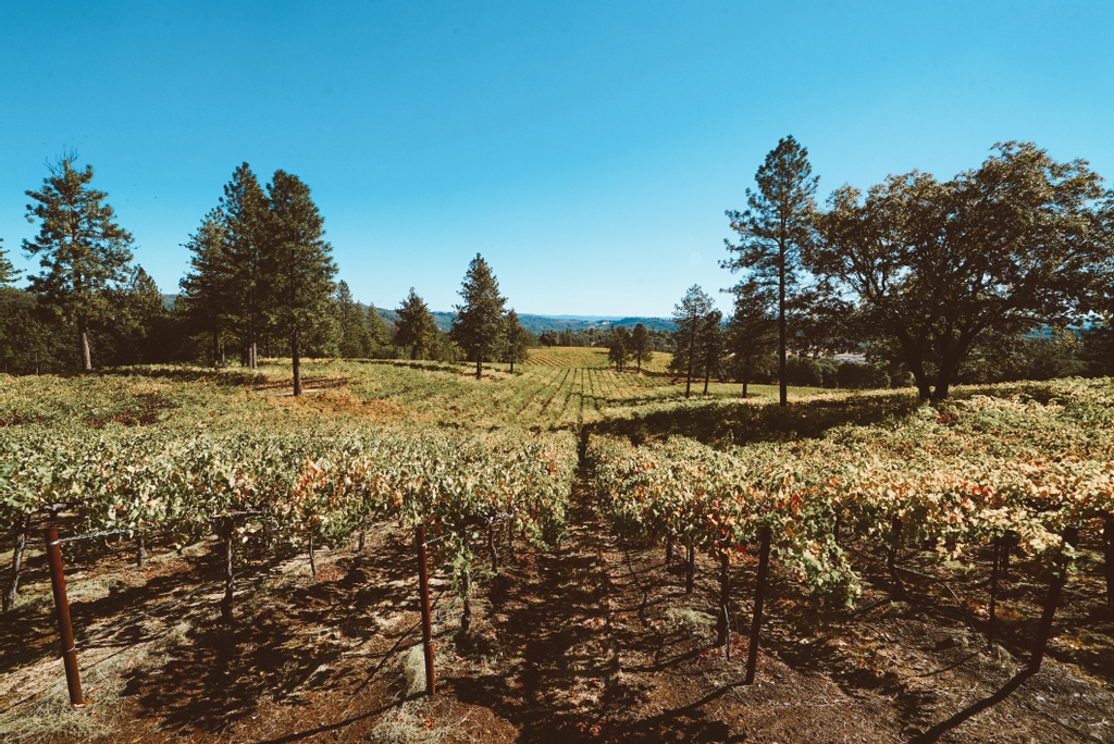 Check out the beautiful fall colors at Ironstone Vineyards! Come for the wine— stay for the day. #IronstoneVineyards
