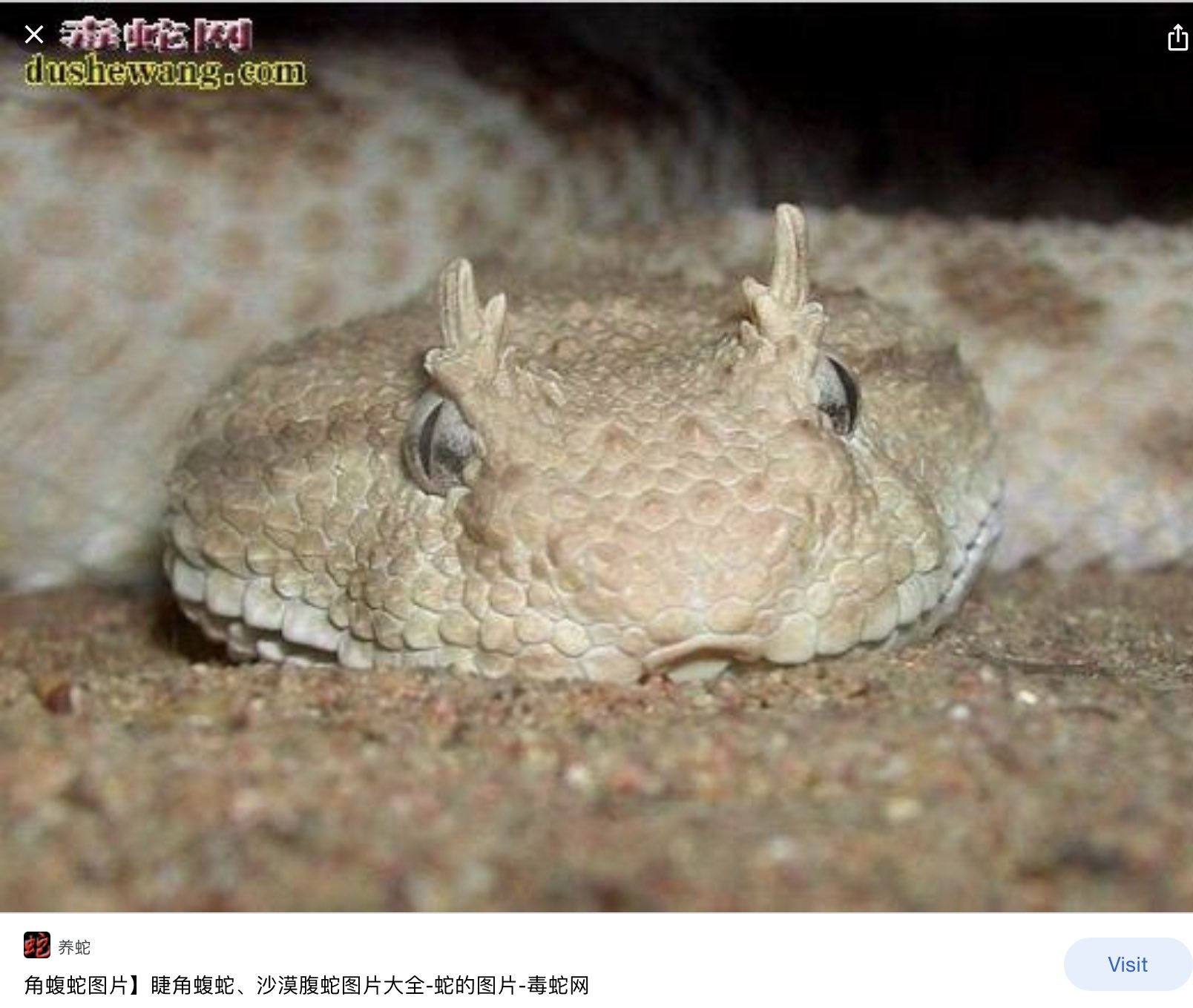 Jian Wu Abcme23 这条不是蟒蛇 应该是sand Viper 中文叫沙漠蝮蛇 或者角蝮蛇 因为它的眼睛上方有两个小角 T Co Rbqlvehnvw Twitter