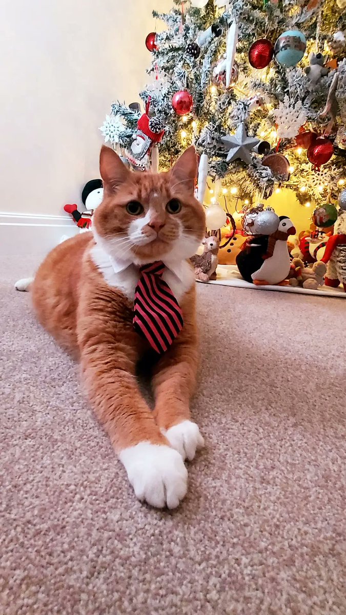 TreezyDD's tweet image. Bongo&apos;s feeling very dapper &amp;amp; festive! 😻  🎄