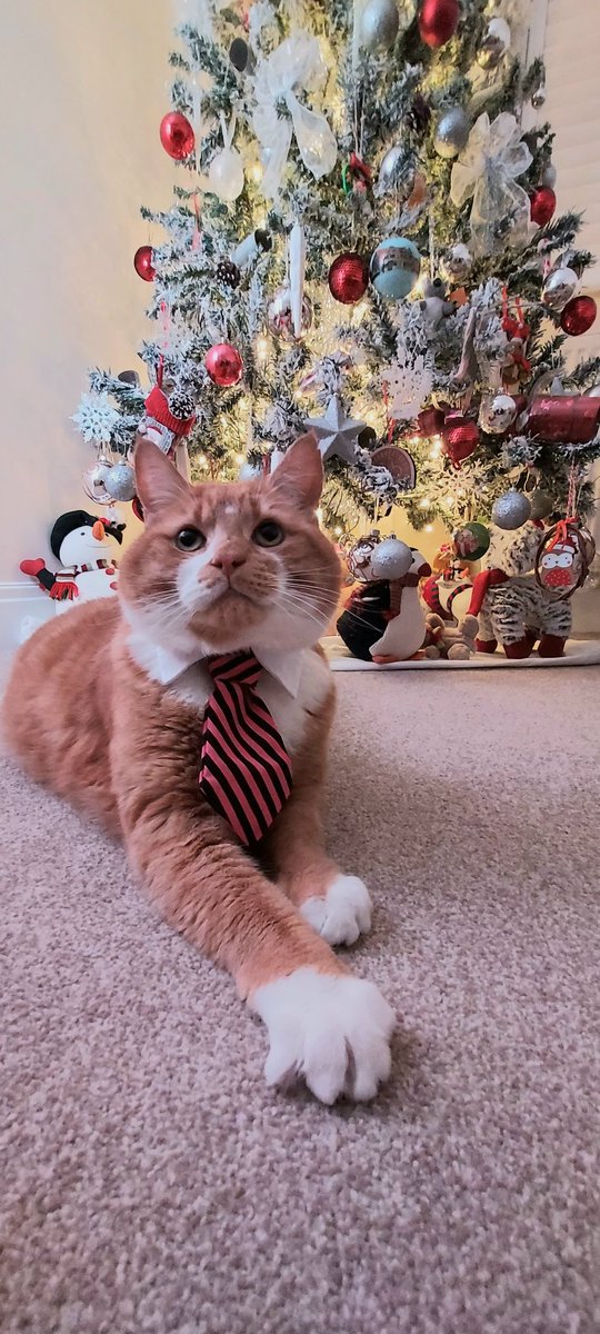 TreezyDD's tweet image. Bongo&apos;s feeling very dapper &amp;amp; festive! 😻  🎄