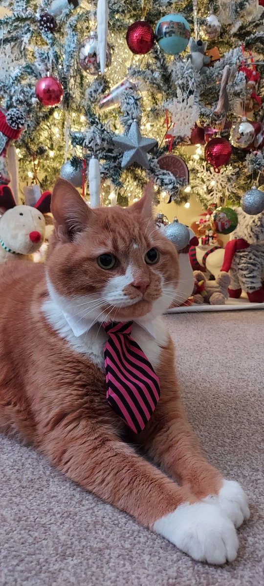TreezyDD's tweet image. Bongo&apos;s feeling very dapper &amp;amp; festive! 😻  🎄