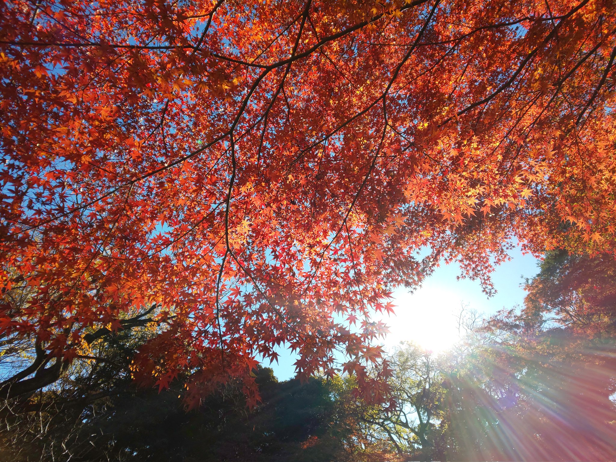 真っ赤な秋 Twitter Search Twitter