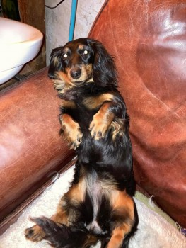 🆘21 NOV 2021. BOBBETTE #Lost #ScanMe  
Black And Tan Longhaired MIN Dachshund Female #Goudhurst nr #Cranbrook #Kent #TN17
doglost.co.uk/dog-blog.php?d…