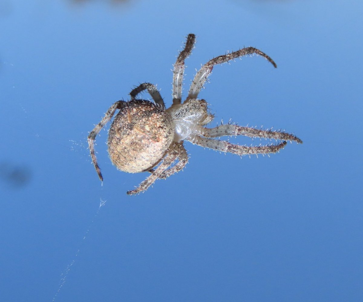 AnjaBSch's tweet photo. #Beautiful #Botswana 🇧🇼 #Francistown
Not sure but I think this is an #OrbWeb #Spider
I am fascinated by spiders and just love the colouration and shape of this one.
#nature #photography #wildlife #arachnids #outdoors #MagicalBotswana #ILoveBotswana https://t.co/WXr9snhaju