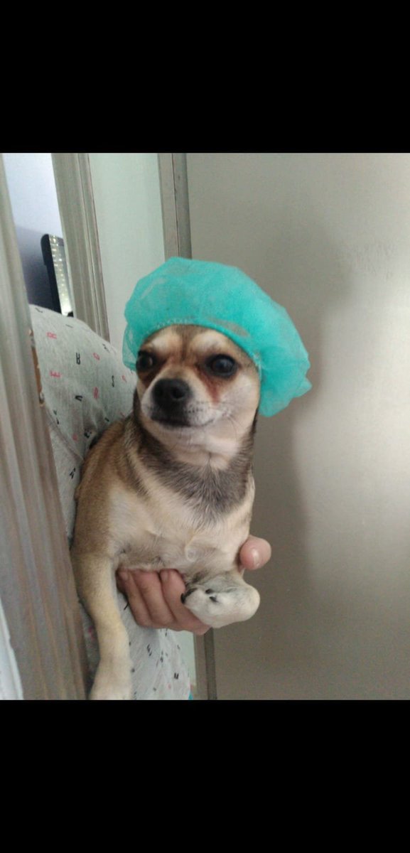 MarcDeHaro2's tweet photo. @LittleBitRaul Eres fácil de sorprender... Admite que no te esperabas a Coco con gorro de ducha en las respuestas https://t.co/kSa3YCLoRm