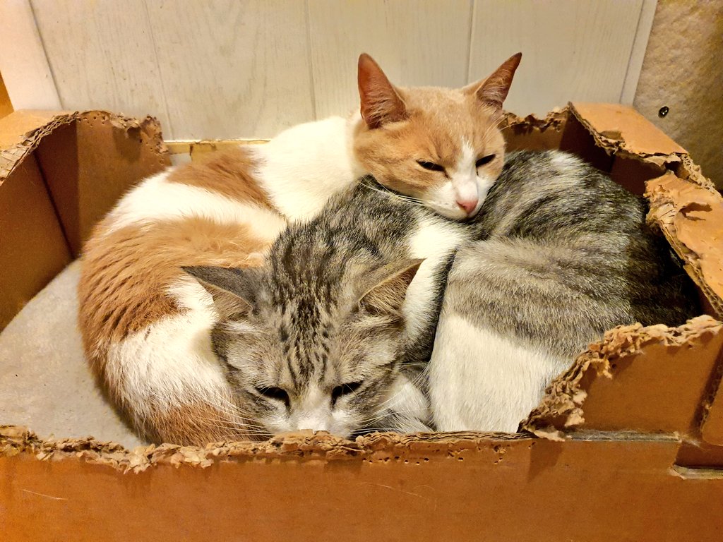 maglorfin's tweet photo. Idilična prizora neke nedelje. 😻😸
#CatsOfTwitter #Jackythecat #Graythecat #catbrothers #catlifeishard https://t.co/ep4qk251GL