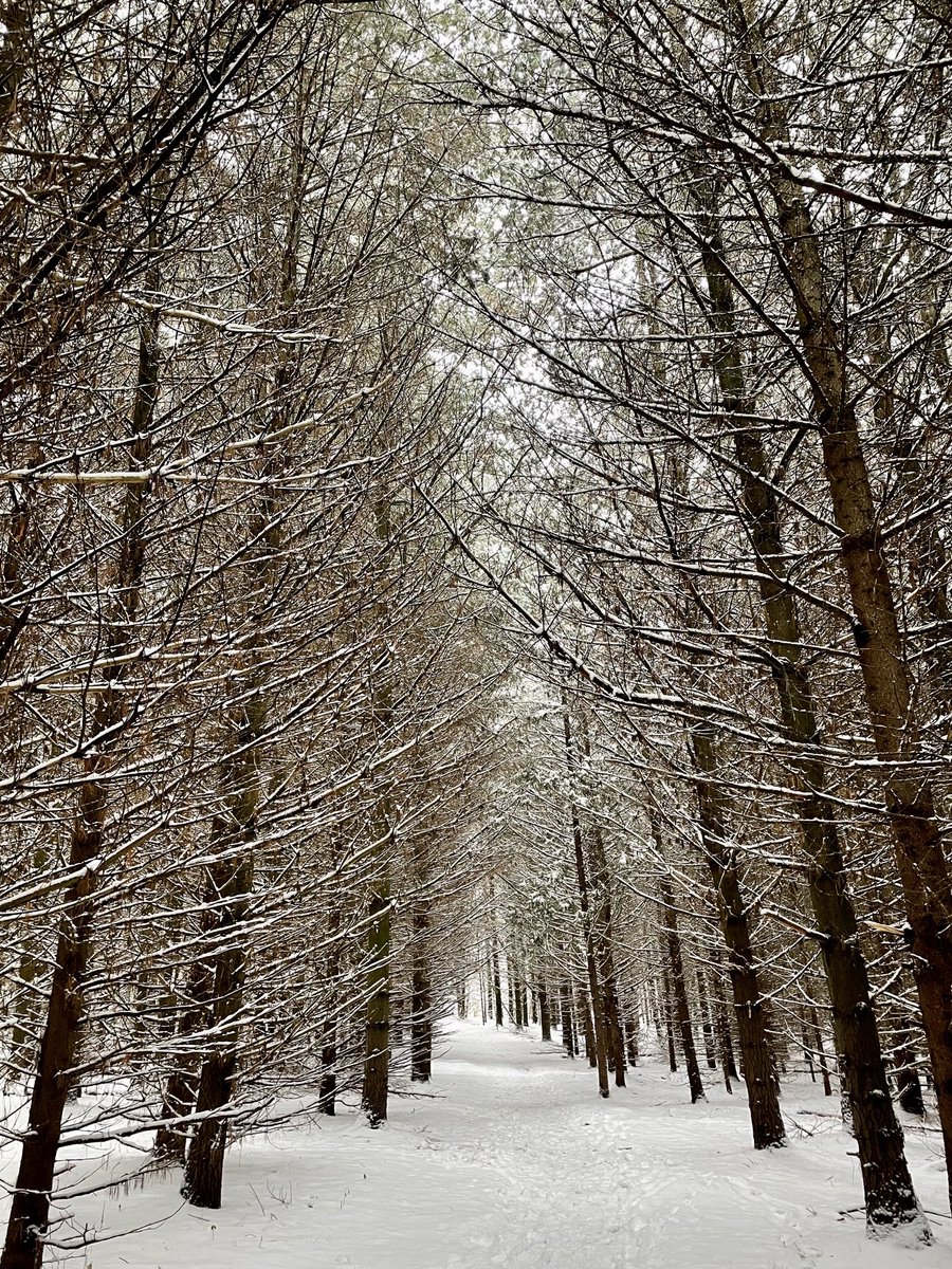 Go for a walk. Listen to nature. Forget about everything else. ✅ #earlysnowstorm #walkingmeditation